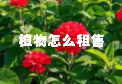 植物怎么租售