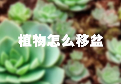 植物怎么移盆