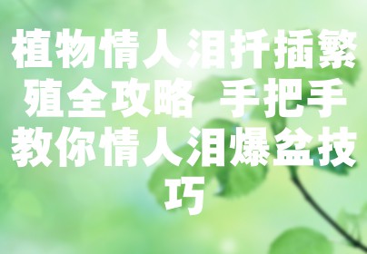 植物情人泪扦插繁殖全攻略 手把手教你情人泪爆盆技巧