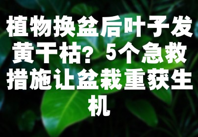植物换盆后叶子发黄干枯？5个急救措施让盆栽重获生机