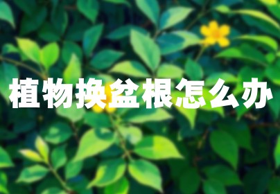 植物换盆根怎么办