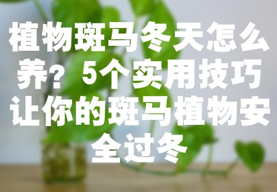 植物斑马冬天怎么养？5个实用技巧让你的斑马植物安全过冬
