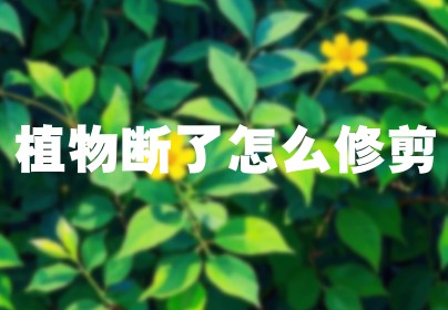 植物断了怎么修剪