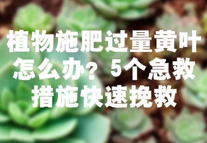植物施肥过量黄叶怎么办？5个急救措施快速挽救