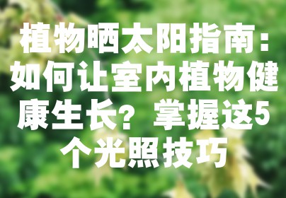 植物晒太阳指南：如何让室内植物健康生长？掌握这5个光照技巧