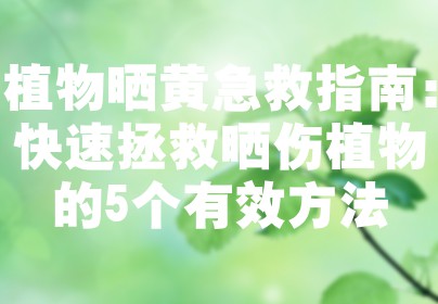 植物晒黄急救指南：快速拯救晒伤植物的5个有效方法
