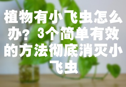 植物有小飞虫怎么办？3个简单有效的方法彻底消灭小飞虫