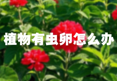 植物有虫卵怎么办