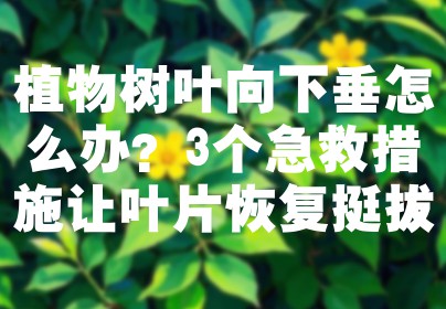 植物树叶向下垂怎么办？3个急救措施让叶片恢复挺拔