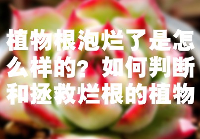 植物根泡烂了是怎么样的？如何判断和拯救烂根的植物