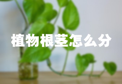 植物根茎怎么分