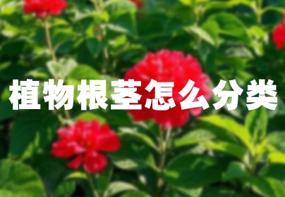 植物根茎怎么分类