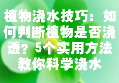 植物浇水技巧：如何判断植物是否浇透？5个实用方法教你科学浇水