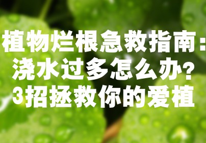 植物烂根急救指南：浇水过多怎么办？3招拯救你的爱植
