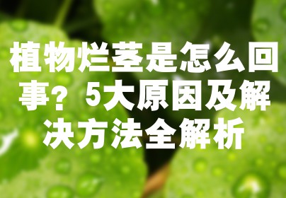 植物烂茎是怎么回事？5大原因及解决方法全解析