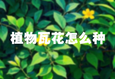 植物瓦花怎么种