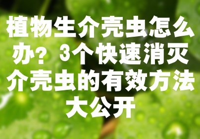 植物生介壳虫怎么办？3个快速消灭介壳虫的有效方法大公开