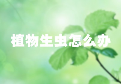 植物生虫怎么办