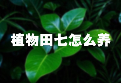 植物田七怎么养