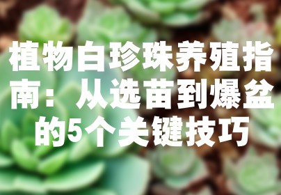 植物白珍珠养殖指南：从选苗到爆盆的5个关键技巧