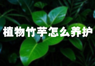 植物竹芋怎么养护