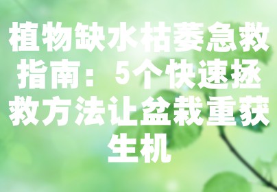 植物缺水枯萎急救指南：5个快速拯救方法让盆栽重获生机