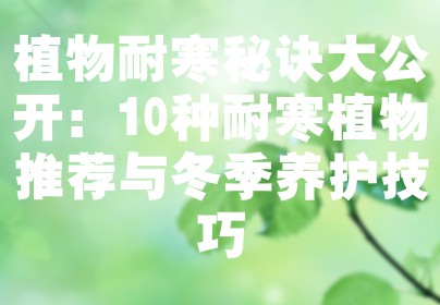 植物耐寒秘诀大公开：10种耐寒植物推荐与冬季养护技巧