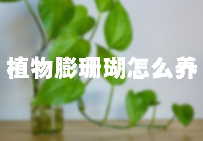 植物膨珊瑚怎么养