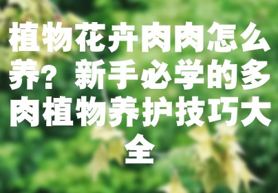 植物花卉肉肉怎么养？新手必学的多肉植物养护技巧大全