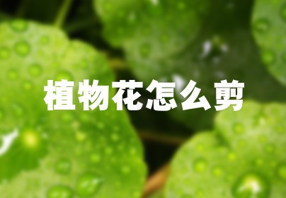 植物花怎么剪