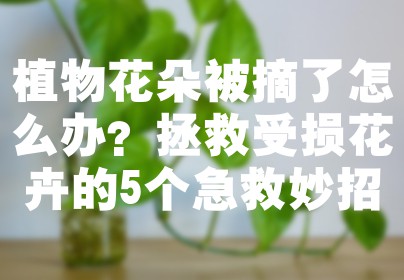 植物花朵被摘了怎么办？拯救受损花卉的5个急救妙招