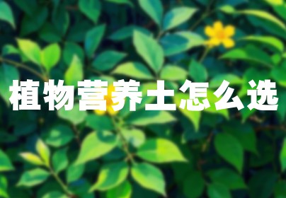 植物营养土怎么选