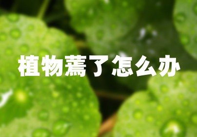 植物蔫了怎么办