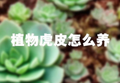 植物虎皮怎么养