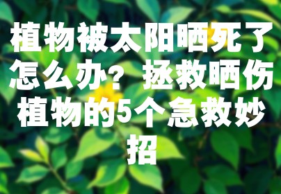 植物被太阳晒死了怎么办？拯救晒伤植物的5个急救妙招