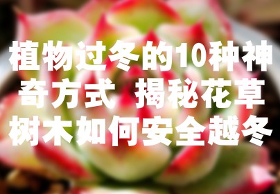 植物过冬的10种神奇方式 揭秘花草树木如何安全越冬