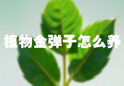 植物金弹子怎么养