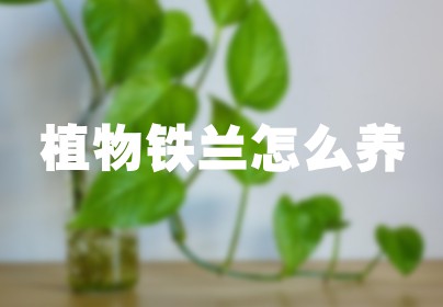 植物铁兰怎么养