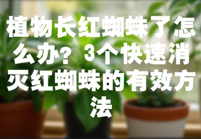 植物长红蜘蛛了怎么办？3个快速消灭红蜘蛛的有效方法
