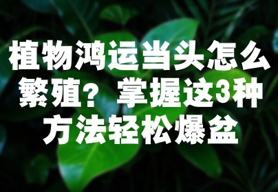植物鸿运当头怎么繁殖？掌握这3种方法轻松爆盆