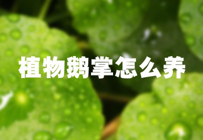 植物鹅掌怎么养