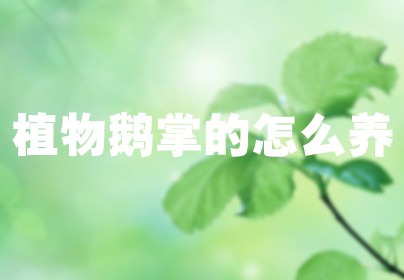 植物鹅掌的怎么养