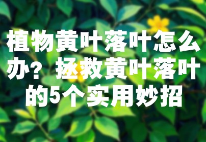 植物黄叶落叶怎么办？拯救黄叶落叶的5个实用妙招