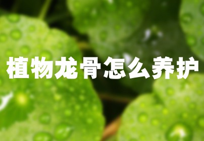 植物龙骨怎么养护
