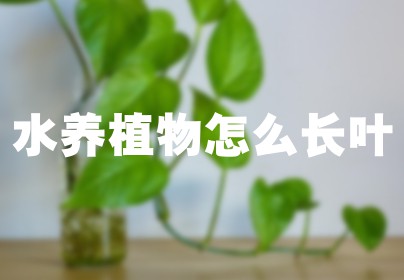 水养植物怎么长叶
