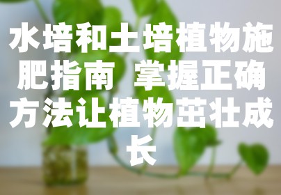 水培和土培植物施肥指南 掌握正确方法让植物茁壮成长