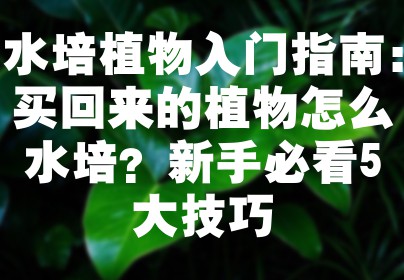 水培植物入门指南：买回来的植物怎么水培？新手必看5大技巧