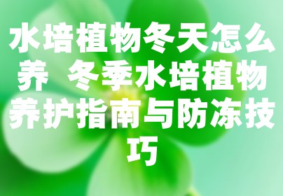 水培植物冬天怎么养 冬季水培植物养护指南与防冻技巧