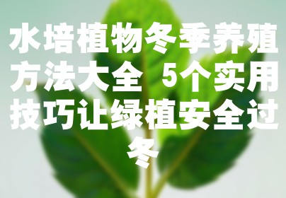 水培植物冬季养殖方法大全 5个实用技巧让绿植安全过冬
