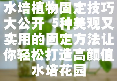 水培植物固定技巧大公开 5种美观又实用的固定方法让你轻松打造高颜值水培花园